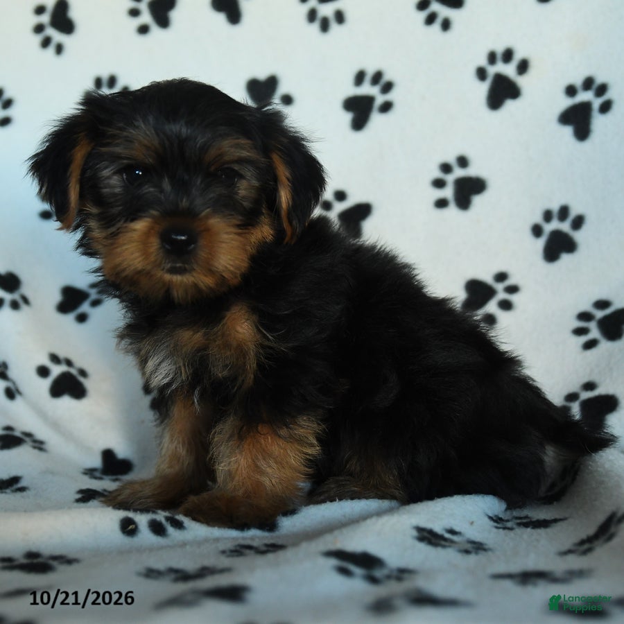 Yorkshire Terrier dogs Gus - Ad 1