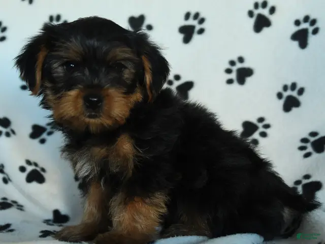 Yorkshire Terrier dogs Gus - Ad 1