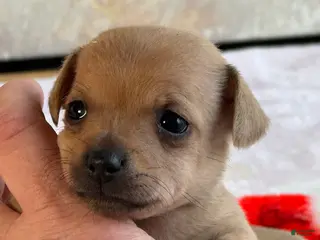 Chihuahua dogs for sale: Gracioso - Ad 2