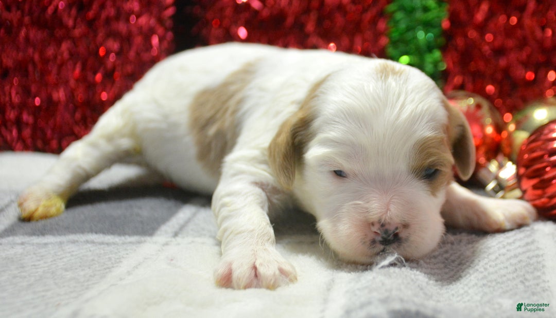 Cavapoo dogs for sale: Cavapoo Puppy 5 Cammie - Ad 5