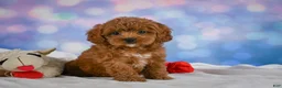 Cavapoo dogs for sale: Cookie - Ad 7