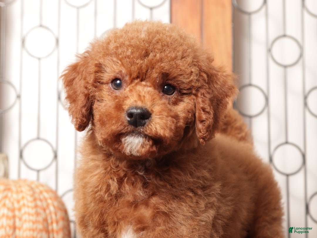 Mini Goldendoodle dogs for sale: Jack - F1B Male Mini Goldendoodle  - Ad 3