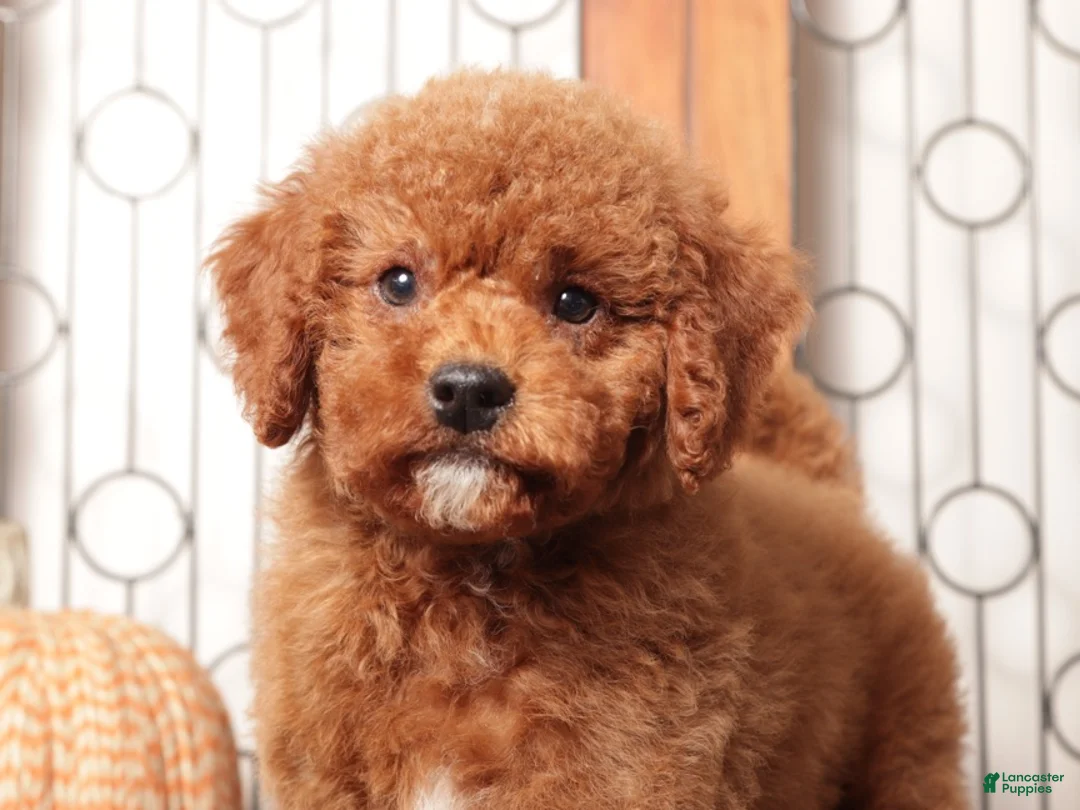 Mini Goldendoodle dogs for sale: Jack - F1B Male Mini Goldendoodle  - Ad 3