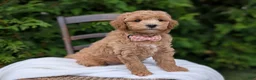 Mini Goldendoodle dogs for sale: Lucy - Ad 4