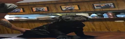 Cane Corso dogs for sale: Cane Corso Puppy 3 - Ad 4