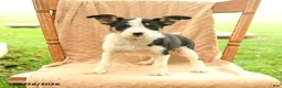 Mixed Breed dogs for sale: Faith - Ad 3