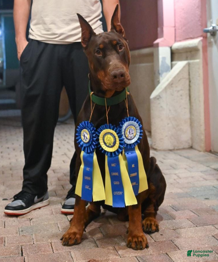 Gallery Image {{count}}