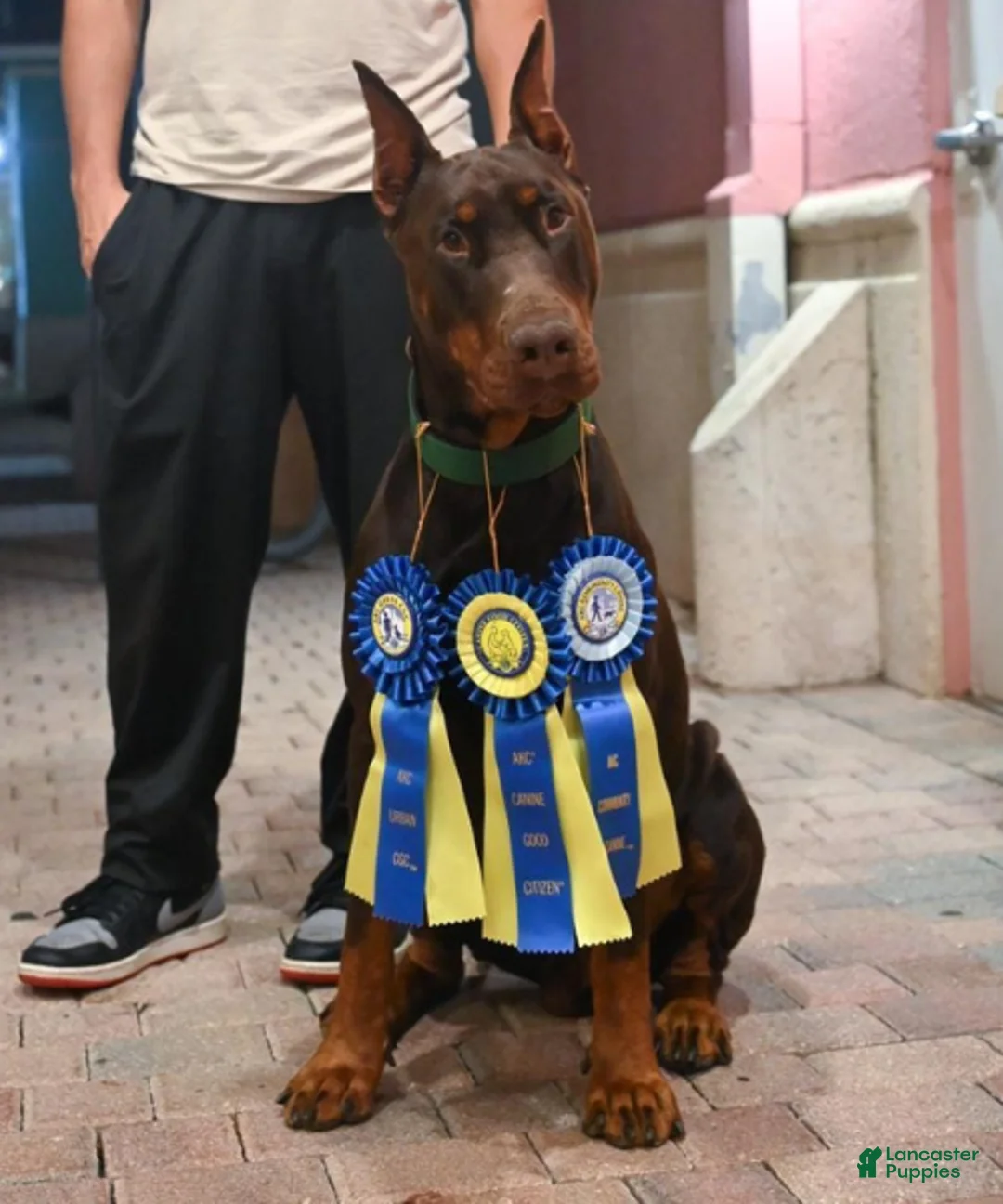 Gallery Image {{count}}