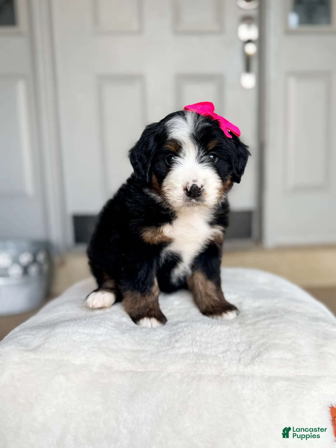 Bernedoodle dogs for sale: Georgia - Ad 1