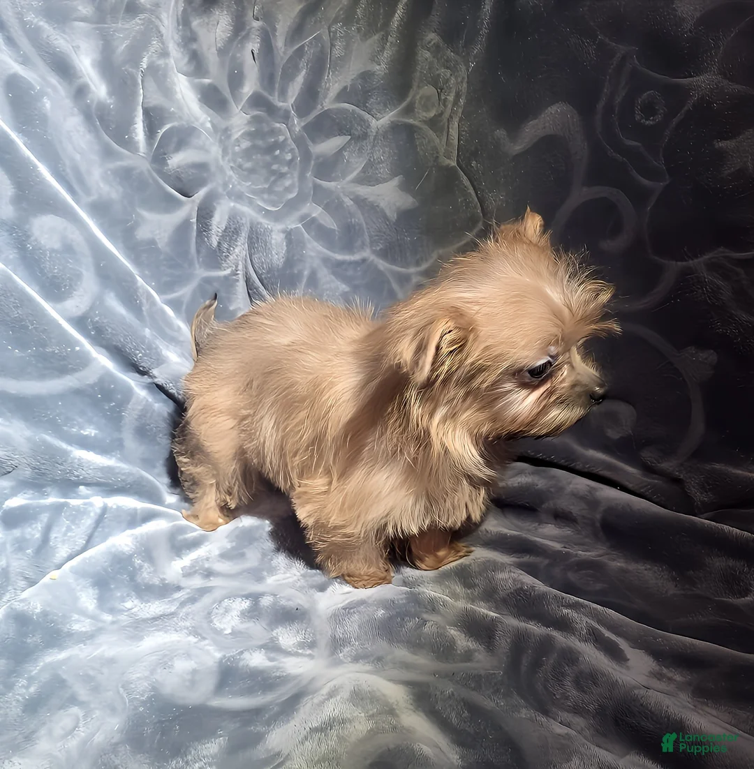 Shorkie dogs for sale: TEACUP Lucy - Ad 3
