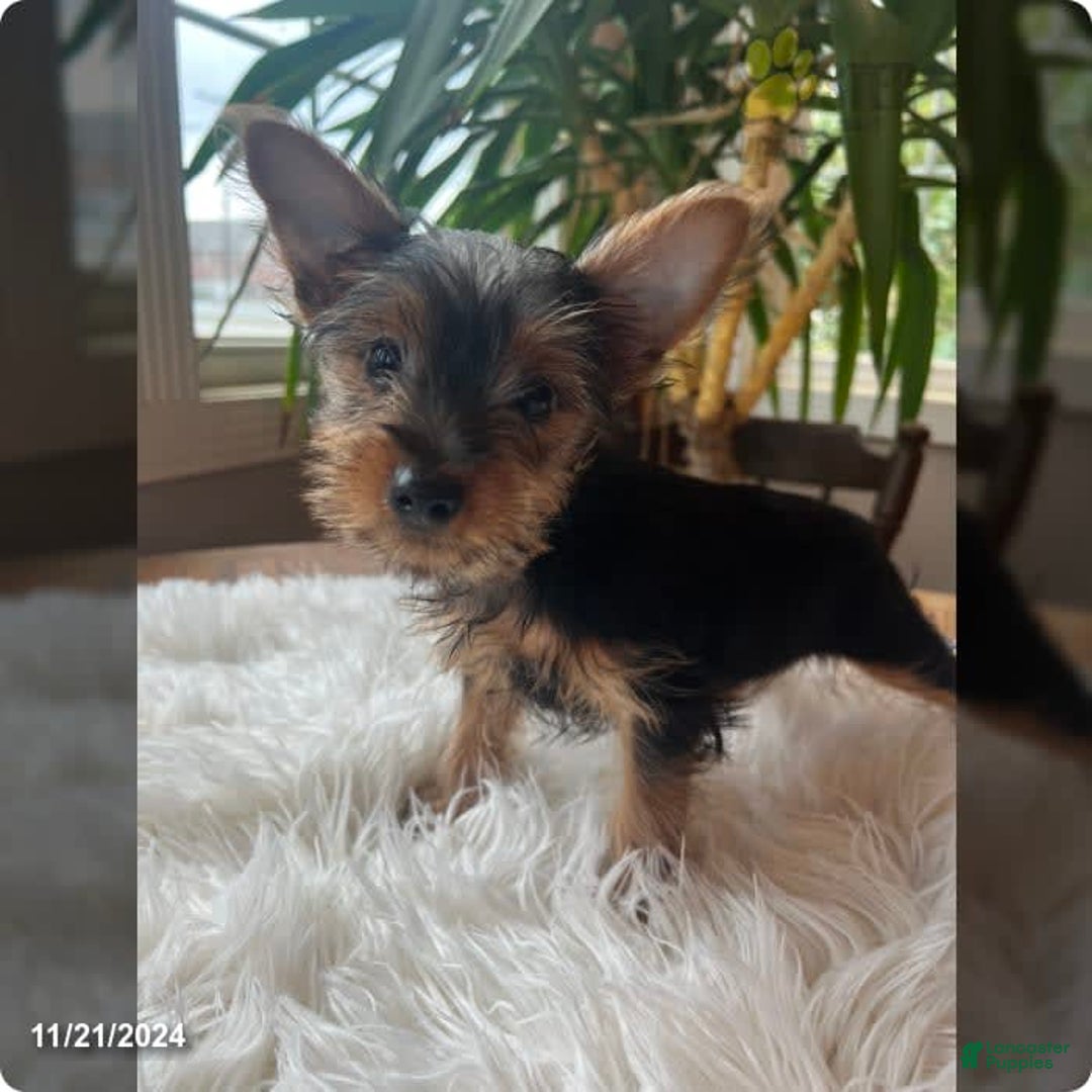 Gallery Image {{count}}