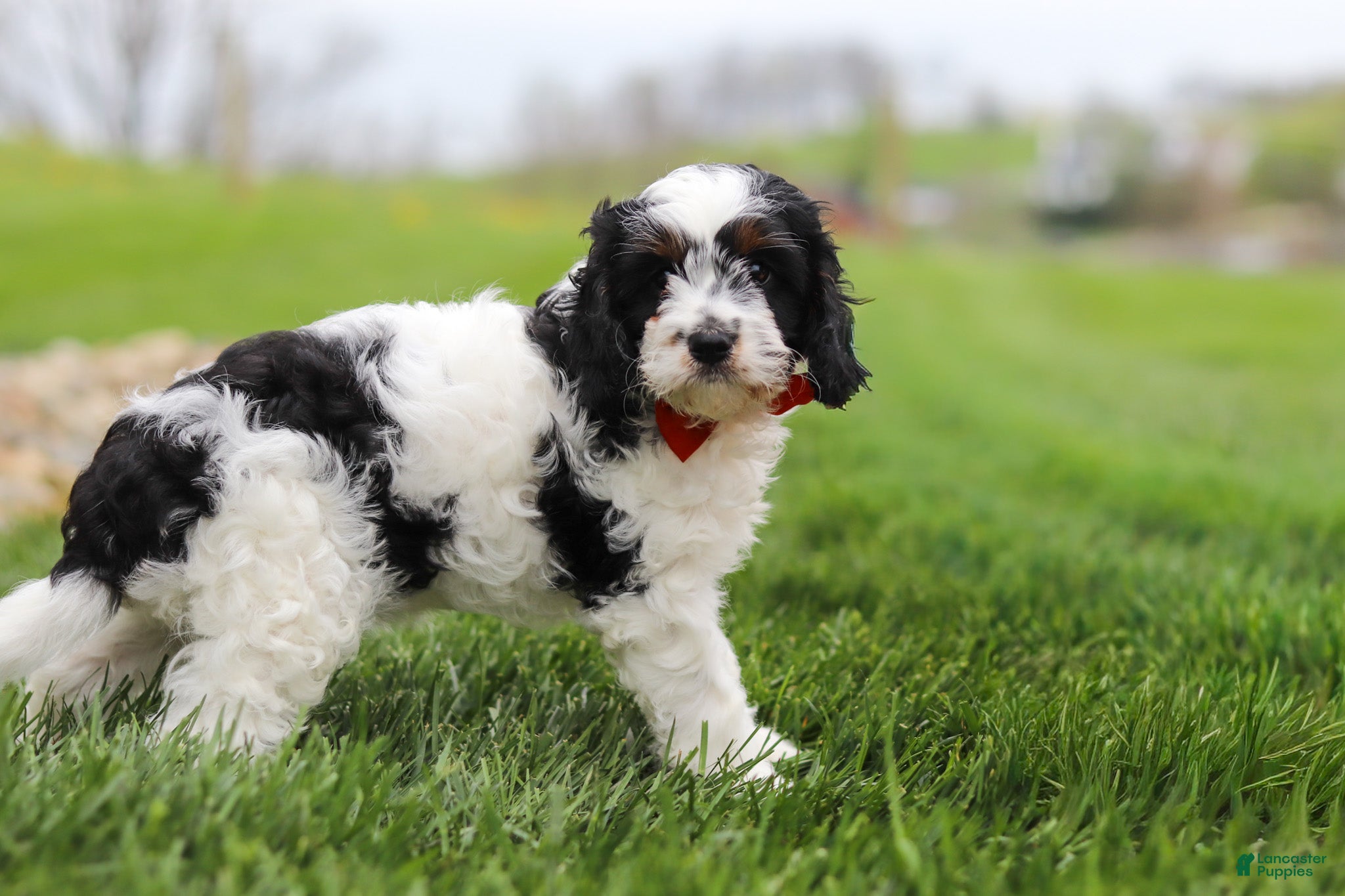 Cavapoo dogs Max - Ad 2