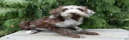 Labradoodle dogs for sale: Sweetie - Ad 2
