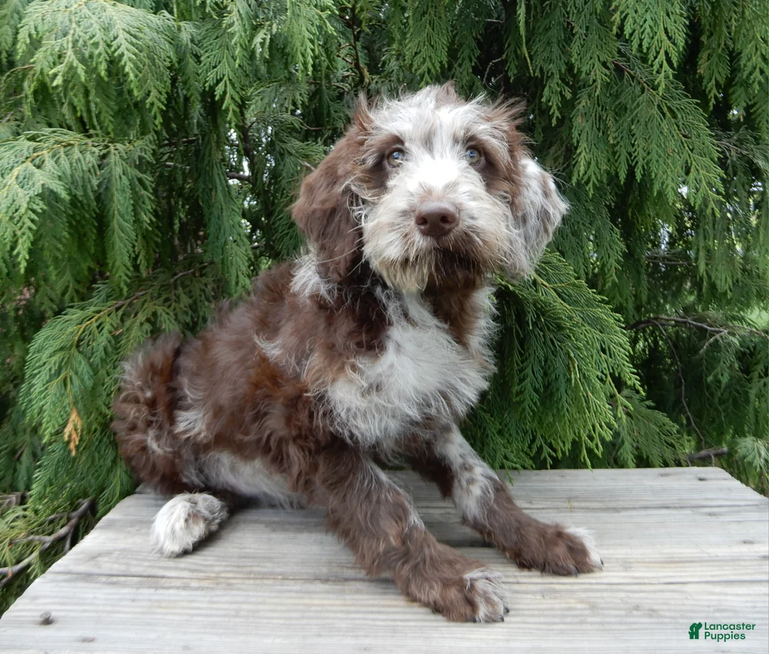 Labradoodle dogs for sale: Sweetie - Ad 2