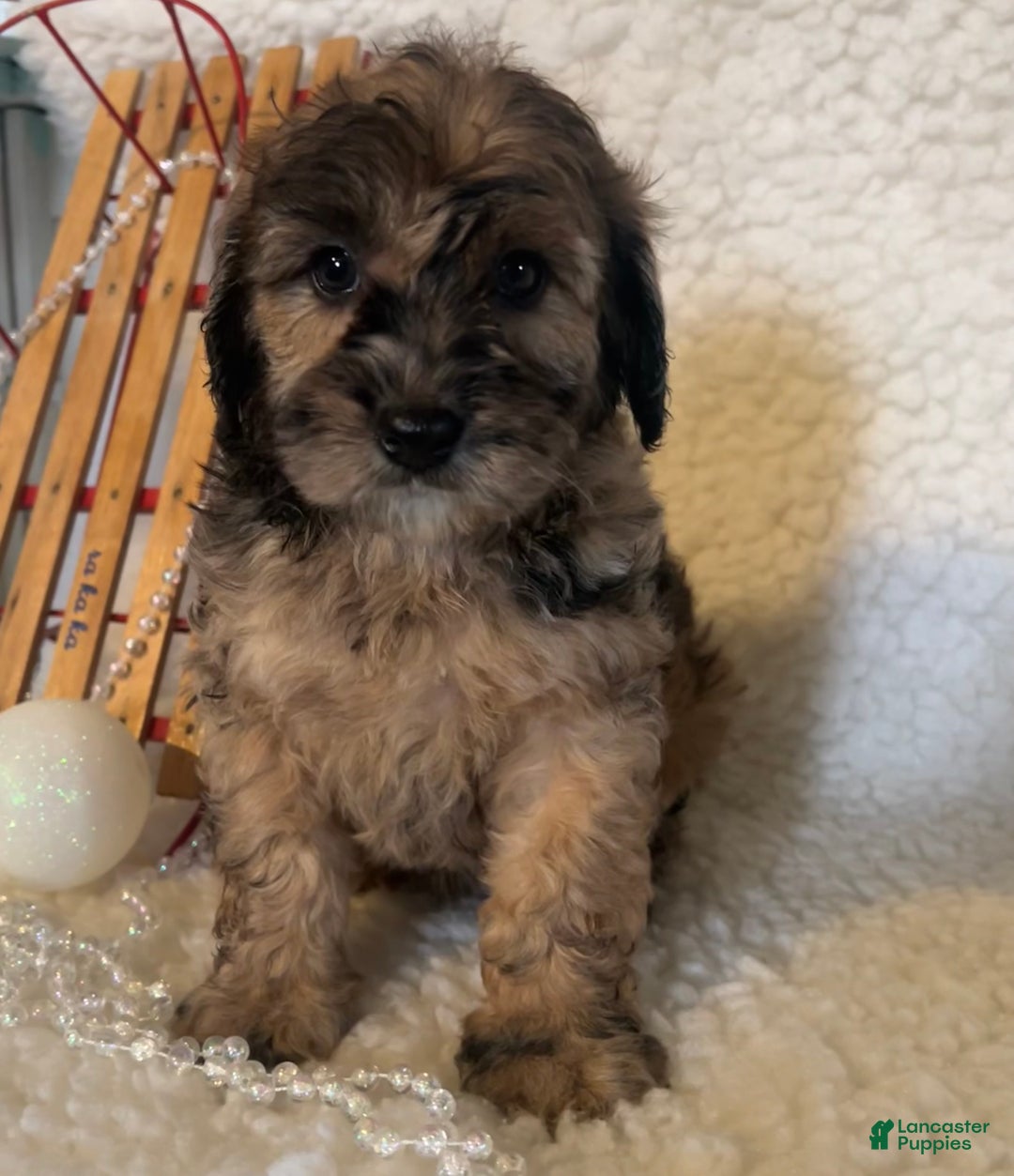 Whoodle dogs for sale: Binky - Ad 2