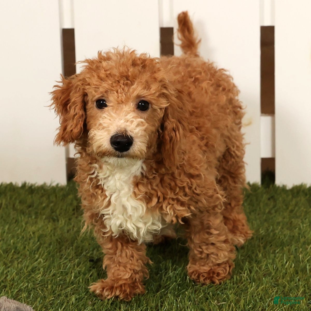 Bichpoo dogs Skipper - Ad 1