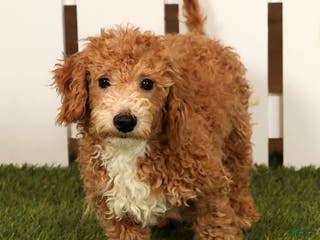 Bichpoo dogs Skipper - Ad 10