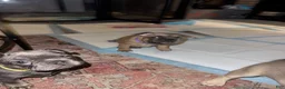 French Bulldog dogs for sale: French Bulldog 1 - Ad 5