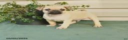 Jug dogs for sale: Rina - Ad 1