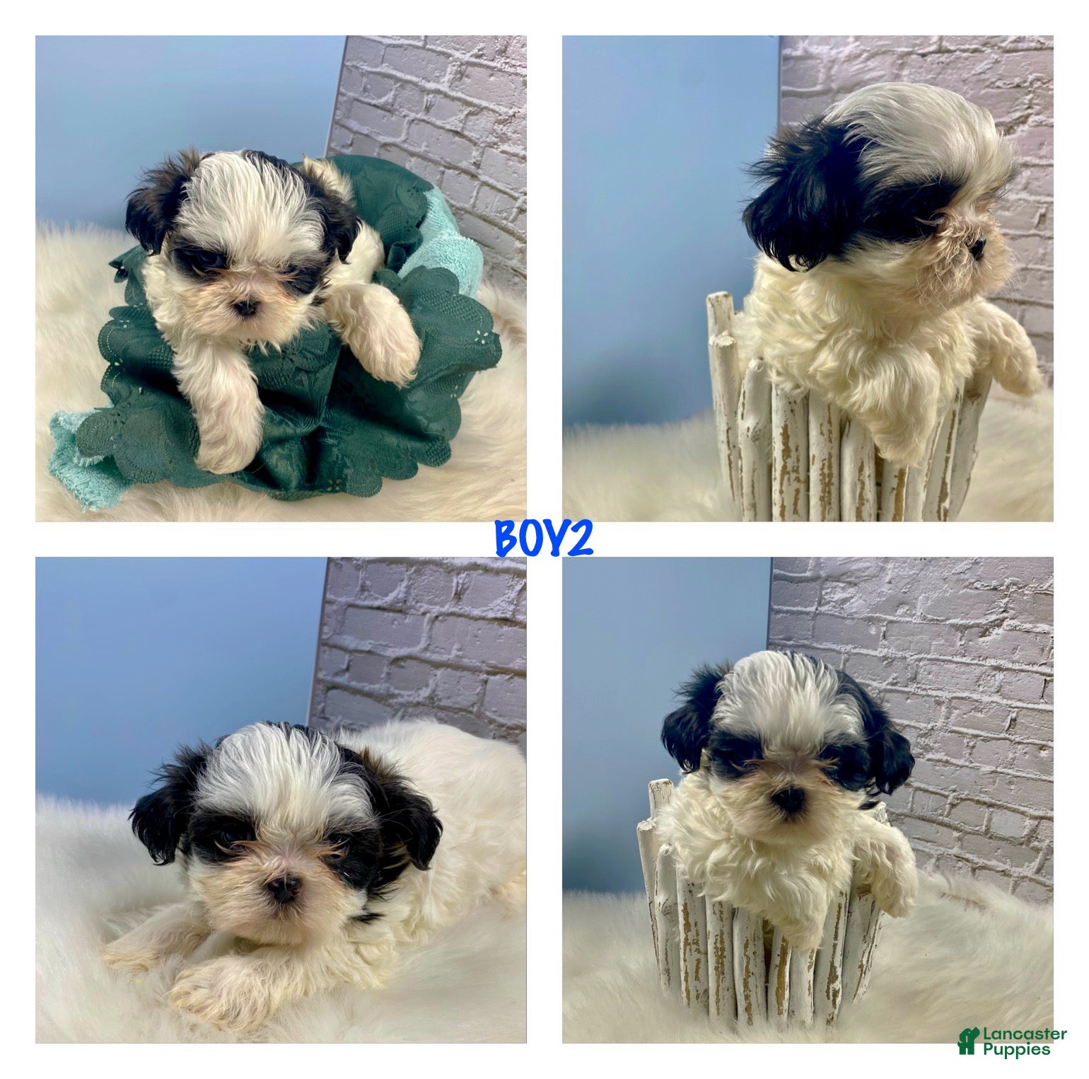 Shih Tzu dogs Shih Tzu Puppy 2 - Ad 1