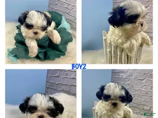 Shih Tzu dogs for sale: Shih Tzu Puppy 2 - Ad 2