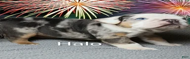 Halo