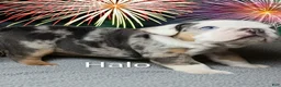 English Bulldog dogs for sale: Halo - Ad 1
