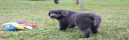 Newfoundland dogs for sale: Dolly - Ad 5