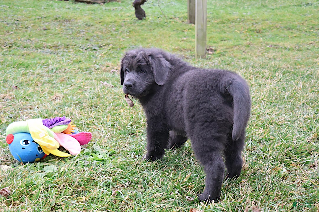 Newfoundland dogs for sale: Dolly - Ad 5