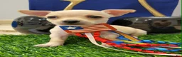 Chihuahua dogs for sale: POCKET SIZE APPLEHEAD CHIHUAHUA - Ad 1