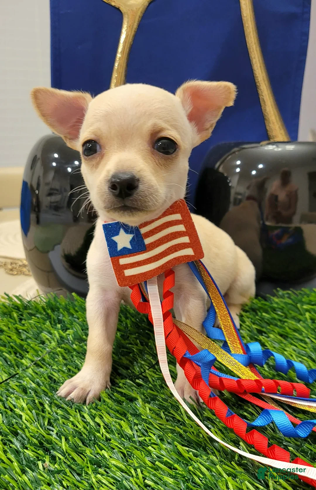 Chihuahua dogs for sale: POCKET SIZE APPLEHEAD CHIHUAHUA - Ad 1