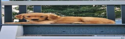 Golden Retriever dogs for sale: Cherry - Ad 4