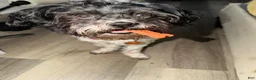 Bichpoo dogs for stud: Bichpoo - Ad 2