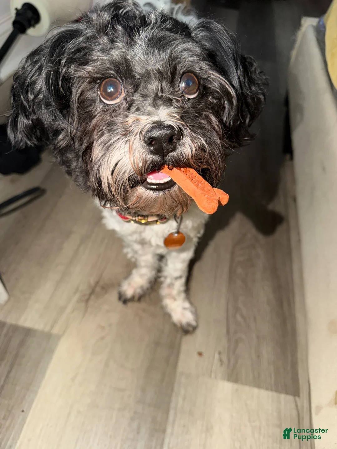 Bichpoo dogs for stud: Bichpoo - Ad 2