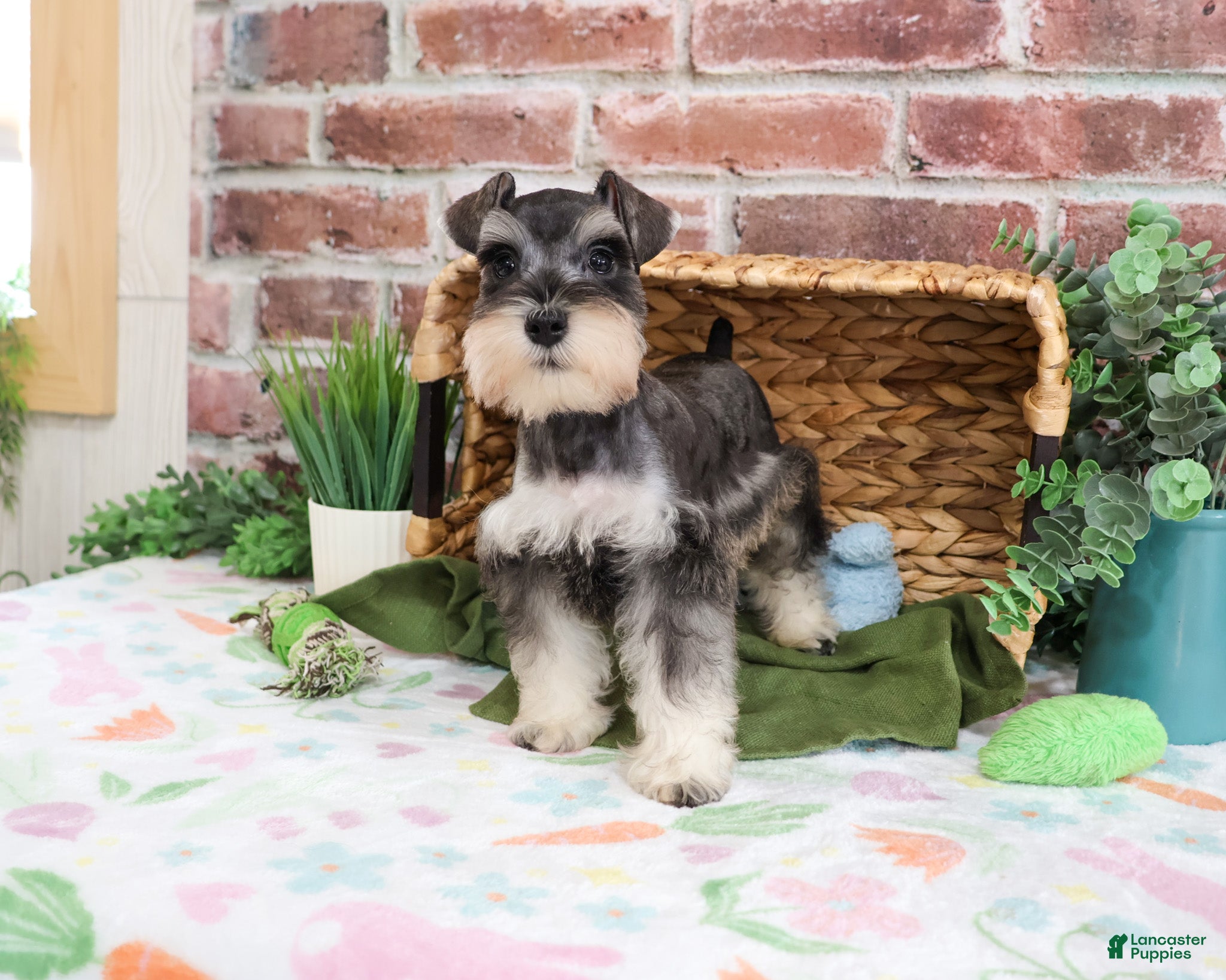 Miniature Schnauzer dogs Salvatore  - Ad 15