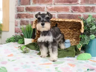 Miniature Schnauzer dogs Salvatore - Ad 15