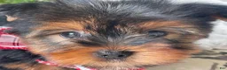 Yorkshire Terrier dogs for sale: Scooby - Ad 9