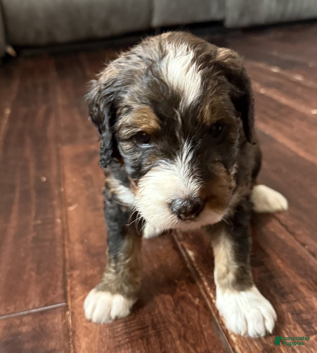 Bernedoodle dogs for sale: Cooper - Ad 4