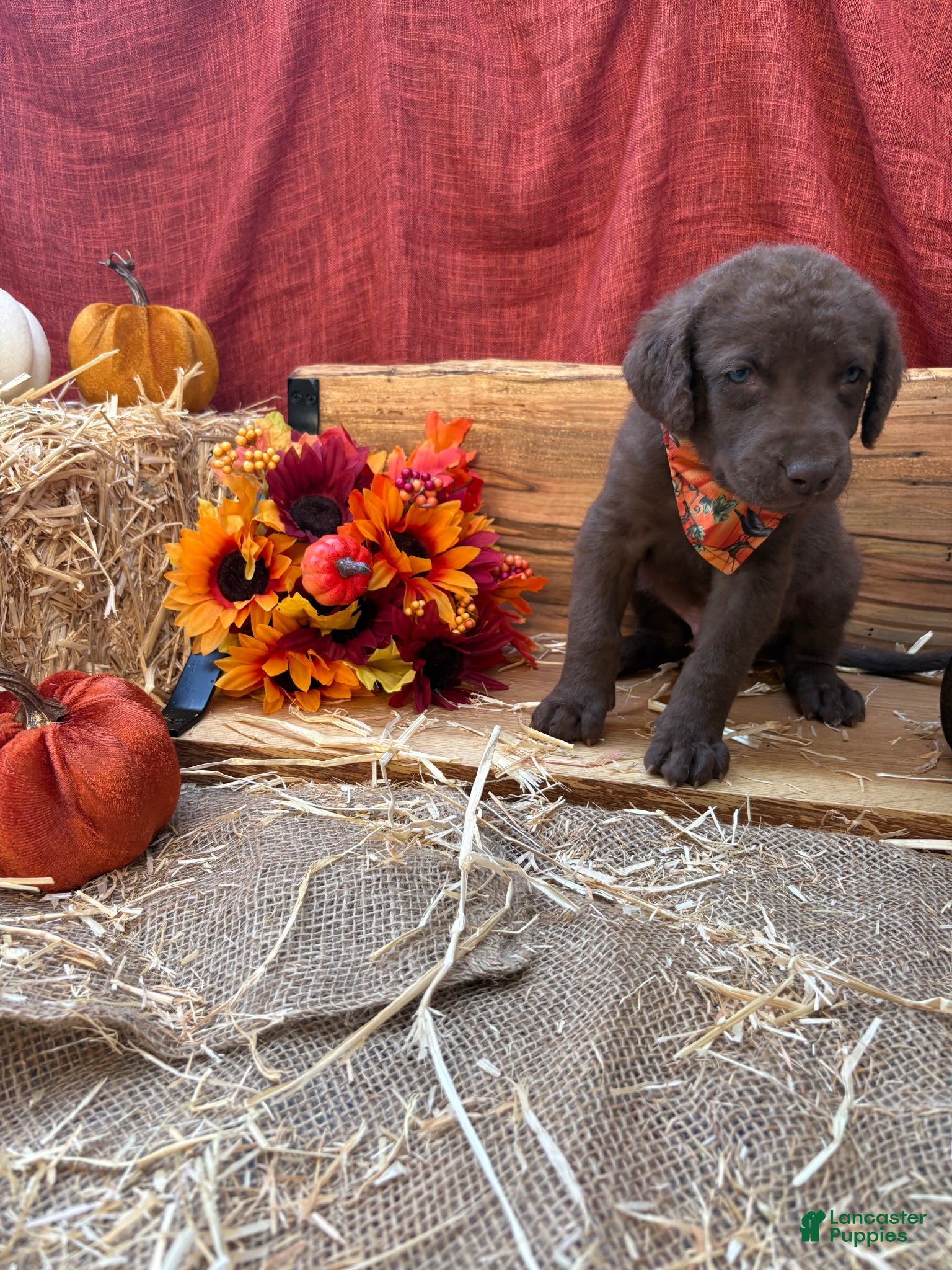 Chesapeake Bay Retriever dogs Chesapeake Bay Retriever 1 - Ad 11