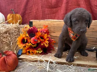 Chesapeake Bay Retriever dogs Chesapeake Bay Retriever 1 - Ad 11