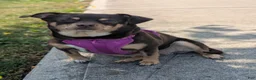 Chiweenie dogs for sale: Chiweenie 3 - Ad 2