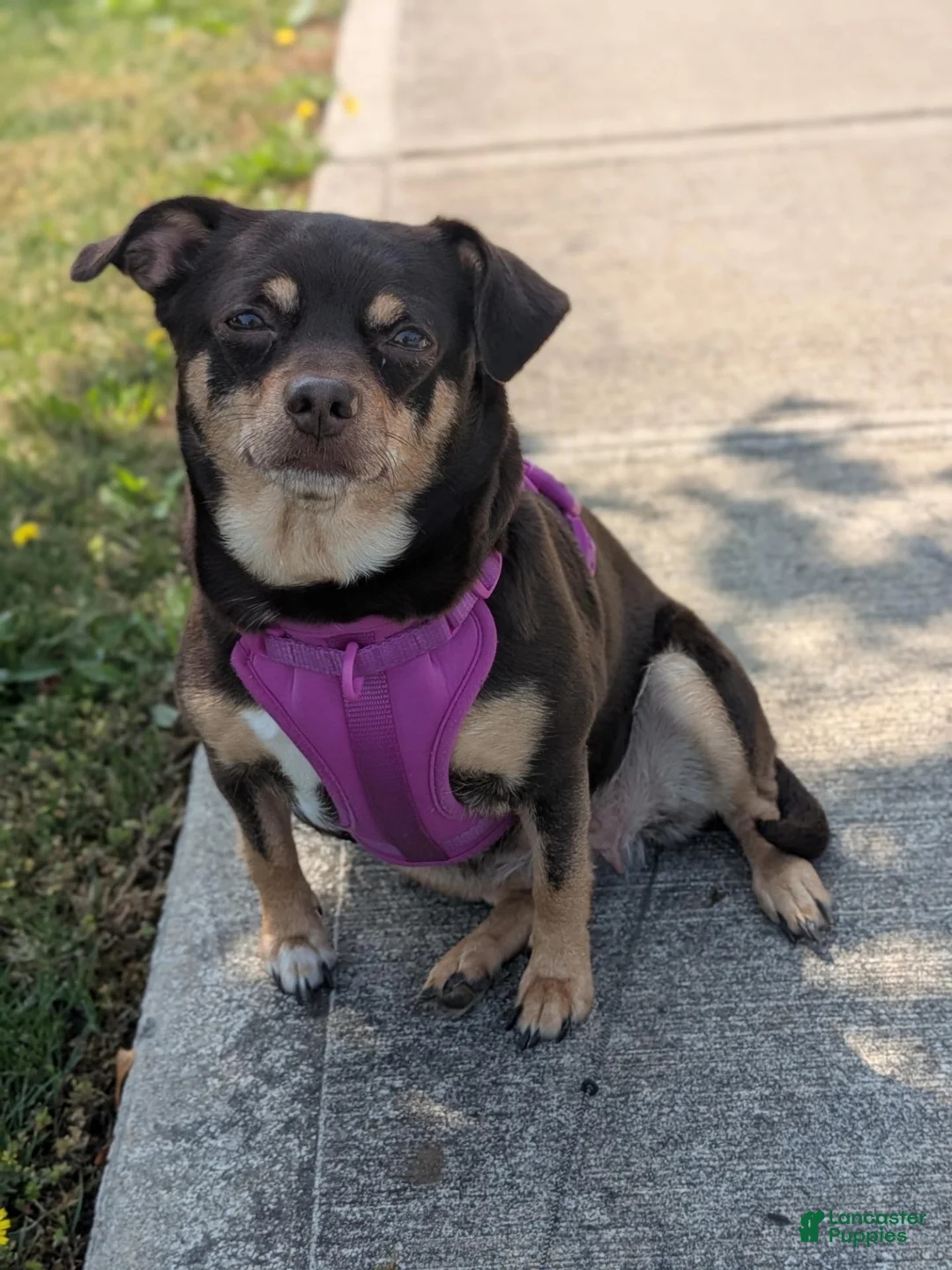 Chiweenie dogs for sale: Chiweenie 3 - Ad 2