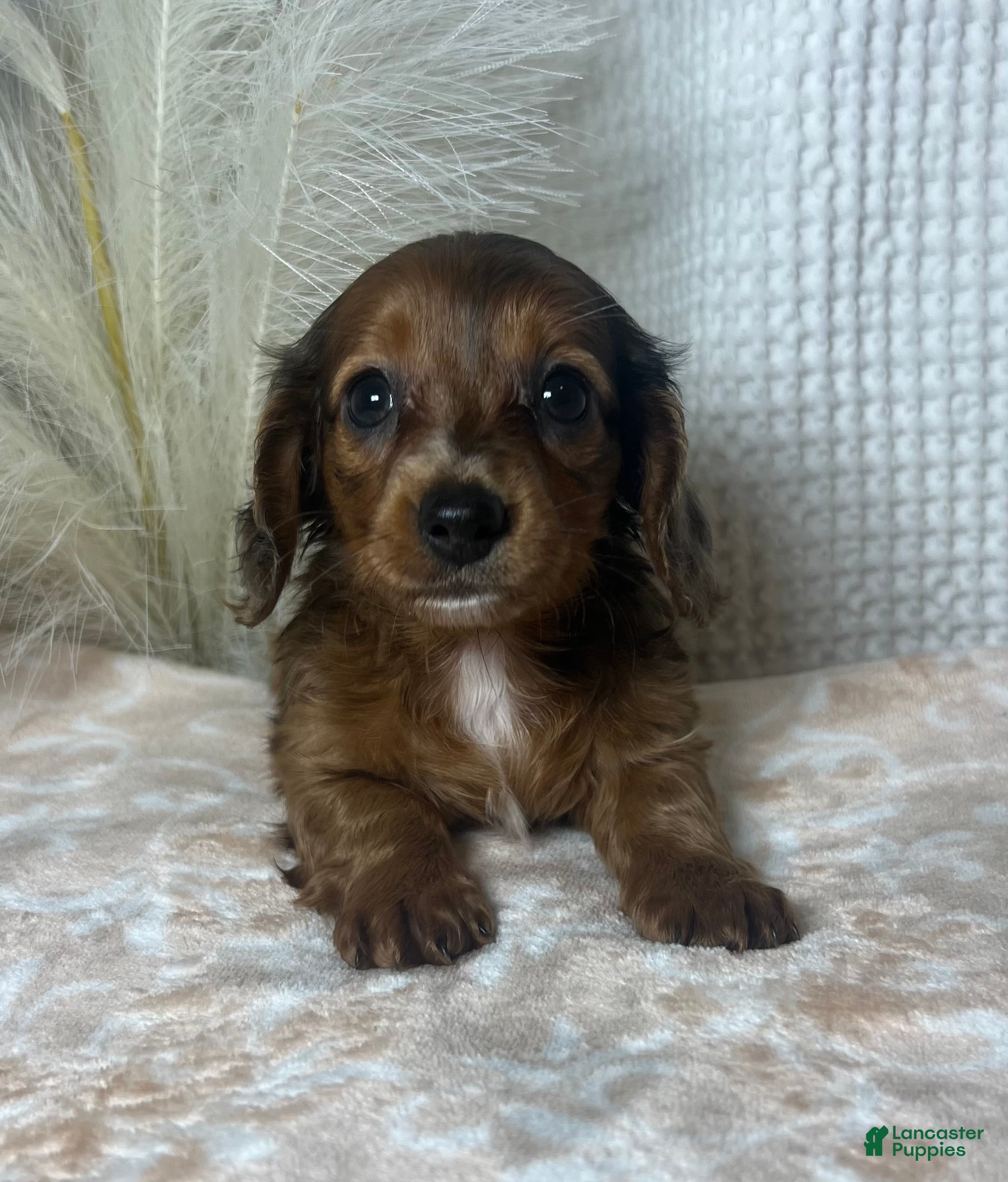 Miniature Dachshund dogs Tula  - Ad 1