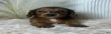 Tula 