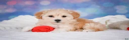 Maltipoo dogs for sale: Maggie - Ad 10