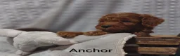 Cavapoo dogs for sale: Cavapoo F1b 2 Anchor  - Ad 11