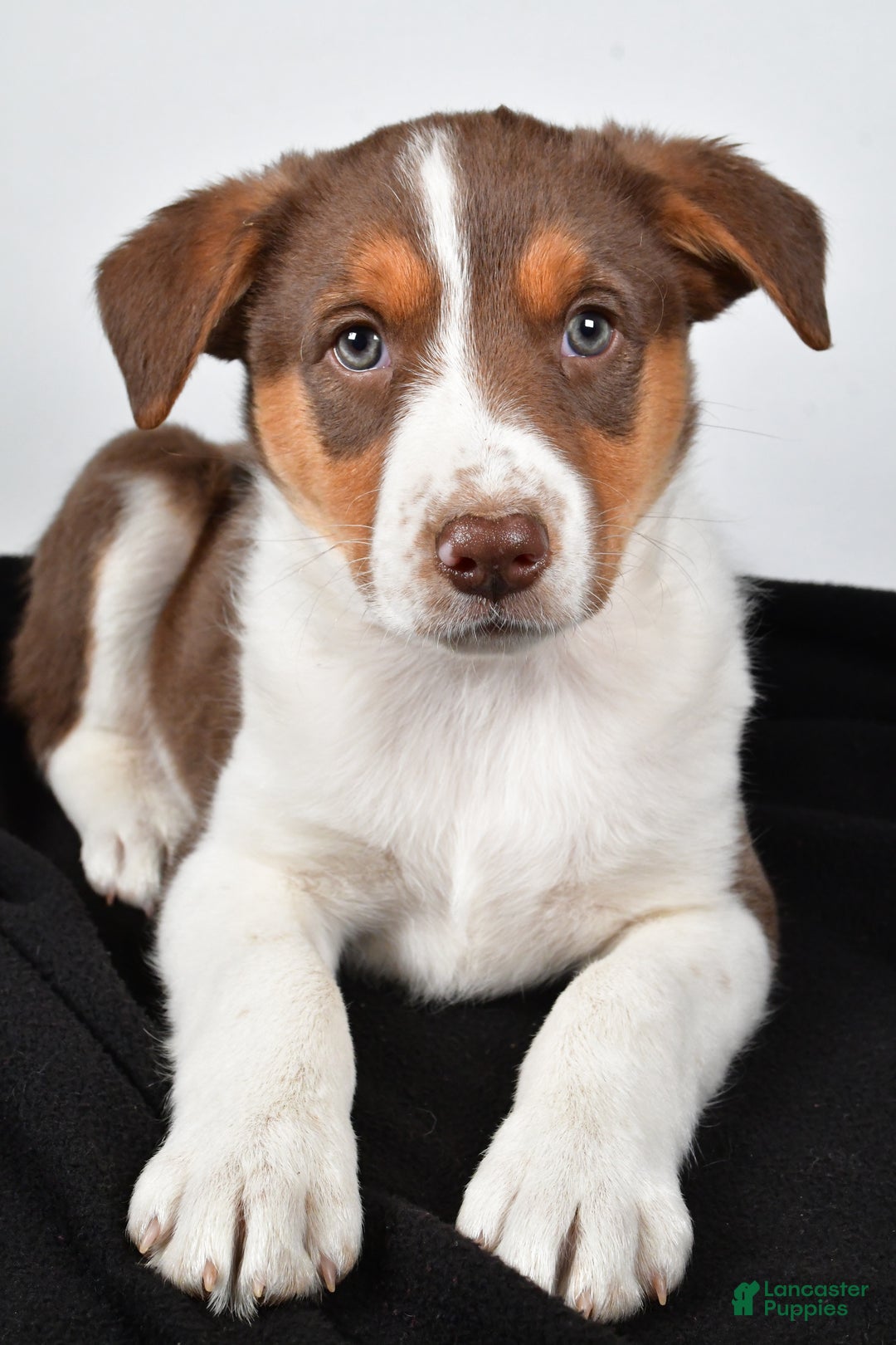 Mixed Breed dogs for sale: Kate - Ad 4