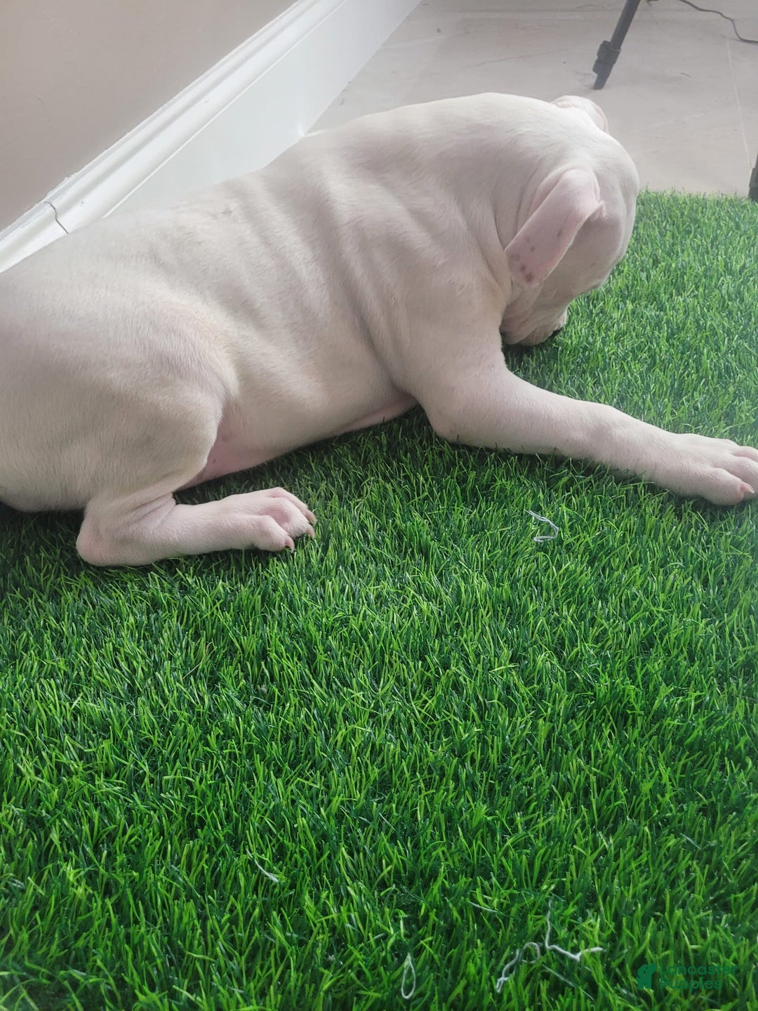 Mixed Breed dogs for sale: Pearl - Ad 4