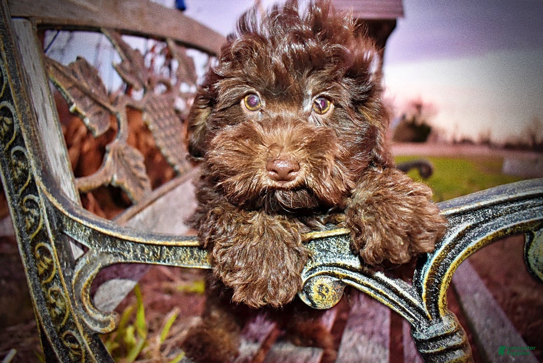 Havapoo dogs for sale: Yogi - Ad 8