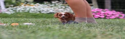 Cavalier King Charles Spaniel dogs for sale: Ollie - Ad 5